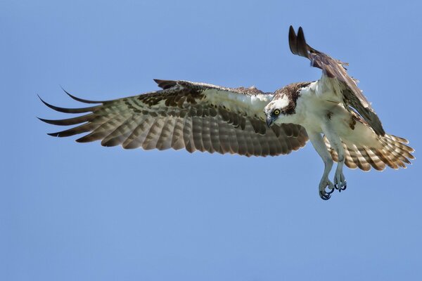 Großer schöner Vogel am Himmel