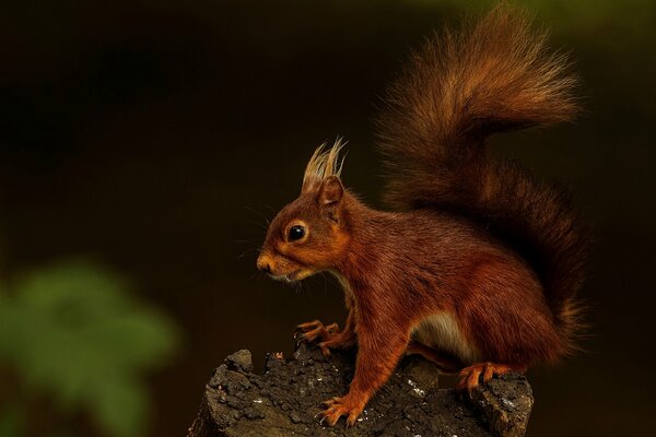 A fiery red squirrel jumps around the forest