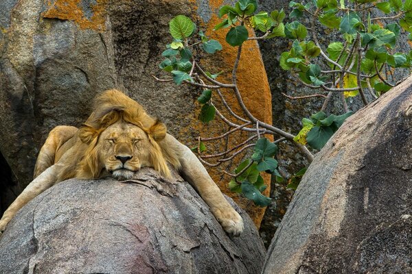 The lion is resting on a rock