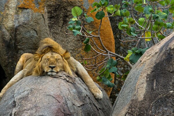 El León descansa sobre la piedra