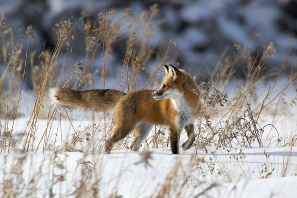 Roter Fuchs im verschneiten Winter