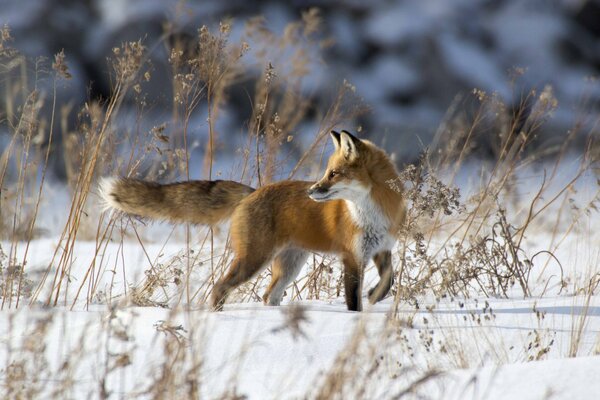 Volpe rossa in inverno nevoso