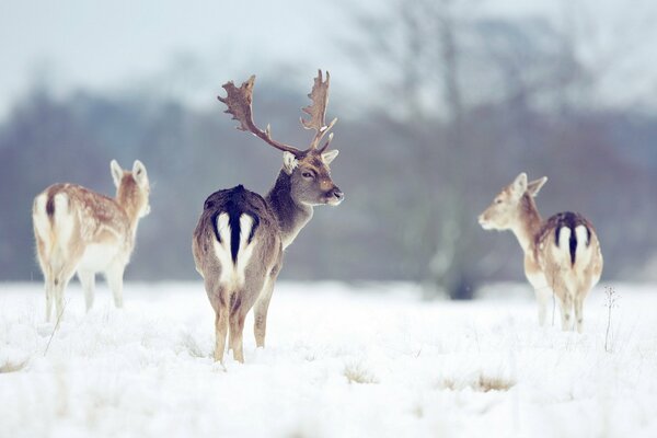 Deer walk in a snowy glade