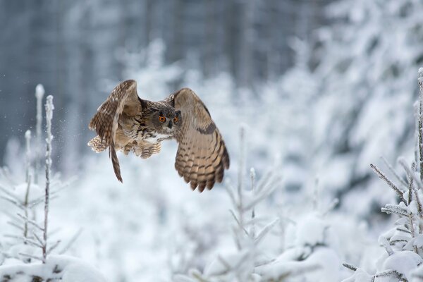 Chouette chasse en hiver dans la forêt