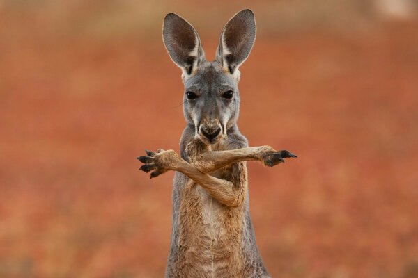 Kangaroo waving its paws cool shot