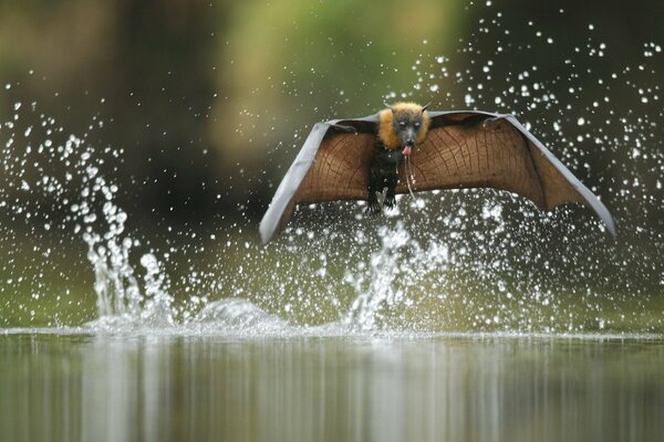 Flying fox finds a treat in the river