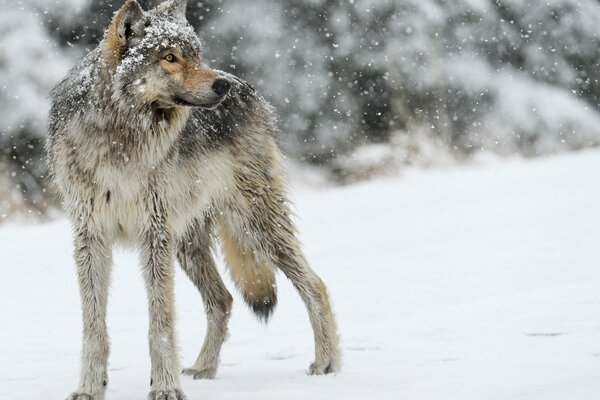 Loup gris regardant au loin, debout sur la neige