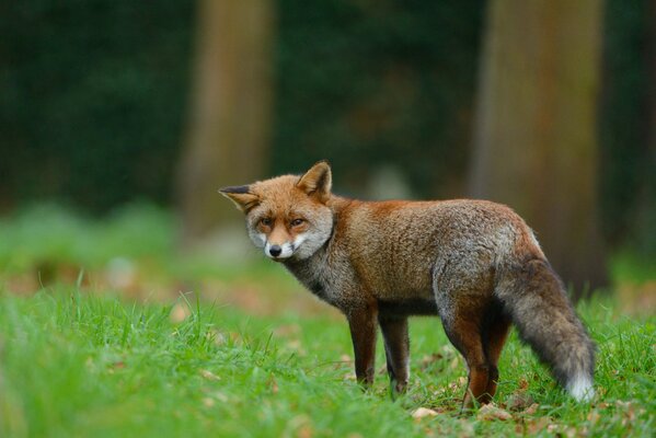 Un zorro con una mirada astuta en el fondo del bosque