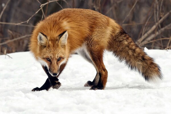 Rothaarige Fuchs im Schnee