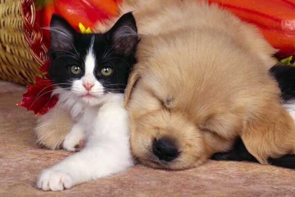 Kitten and puppy - friendship for the ages