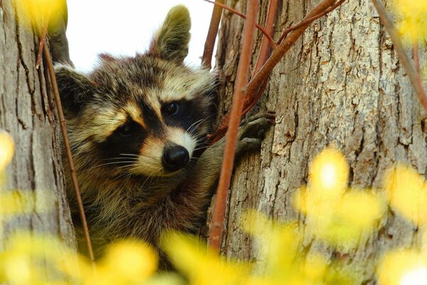 Funny face of a raccoon in the branches of a tree