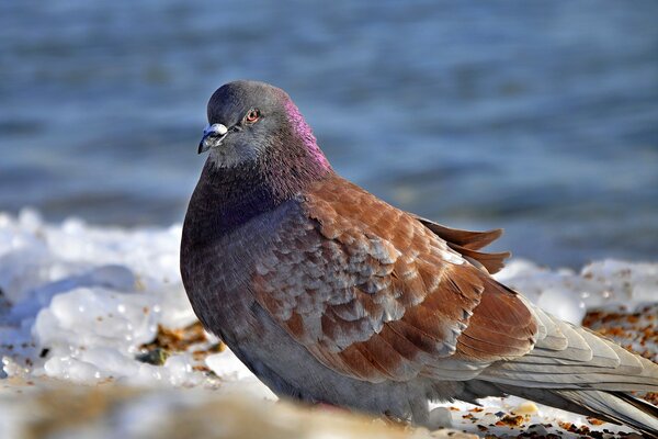 A lonely pigeon outside the window