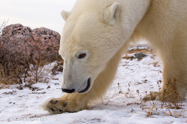 Eisbär, der durch den Schnee geht