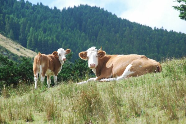 Two cows are lying on the grass in a mountainous area