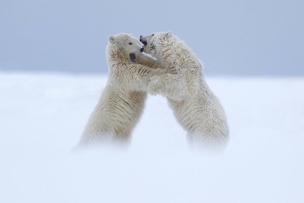 Zwei Eisbären beißen sich gegenseitig