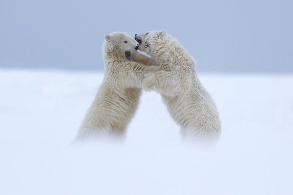 Deux oursons blancs se mordent