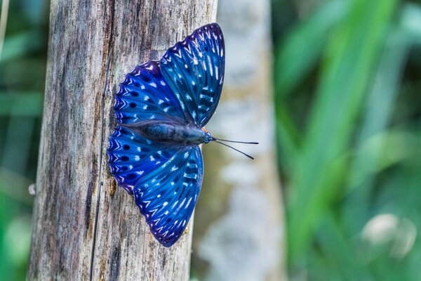 Papillon bleu vif sur l arbre