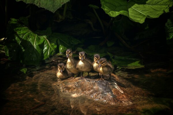 Ducklings sitting on a rock