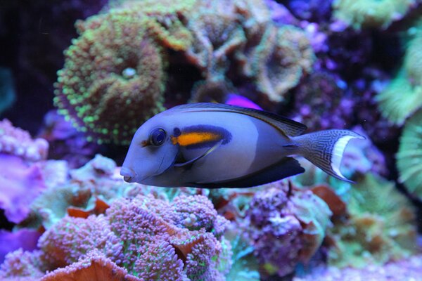 Coral reef in the underwater world