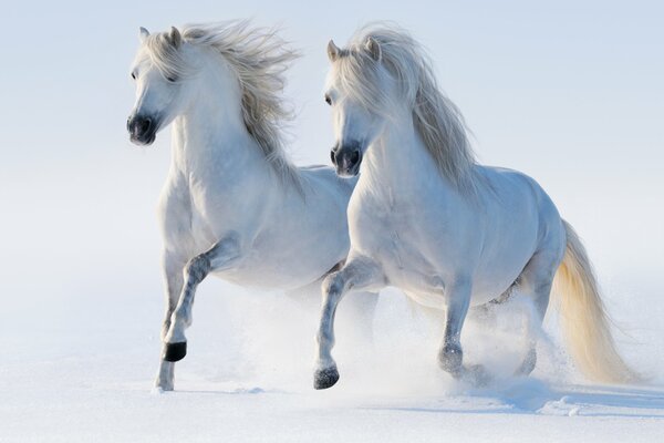 Dos caballos corriendo por la nieve