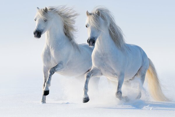 Courir deux chevaux dans la neige