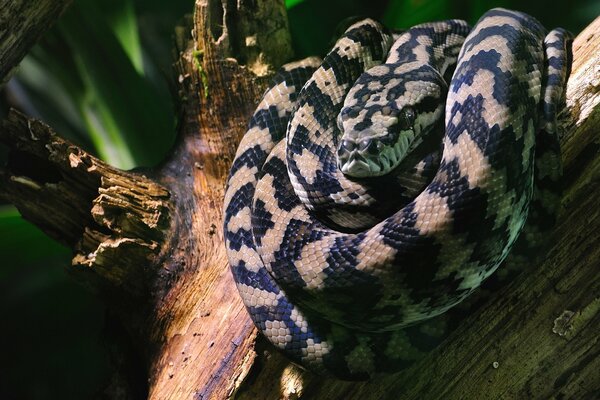 Snake sleeps on a tree