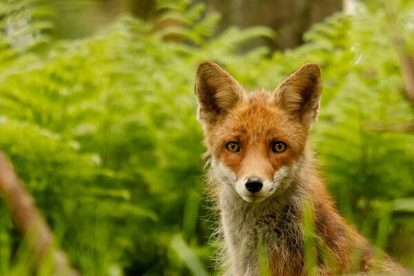 Mirada de zorro alerta en el bosque