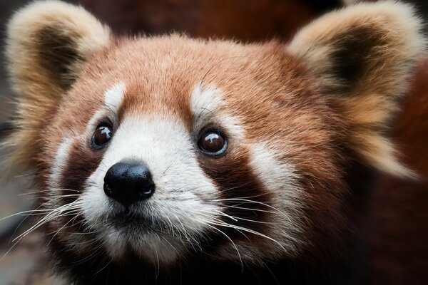 Red panda s face close up