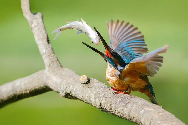 Der Vogel wird seinen Fang genießen