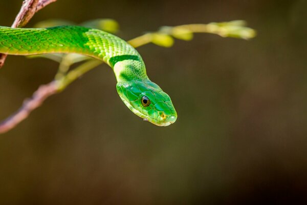 Una serpiente lista para picar a su presa