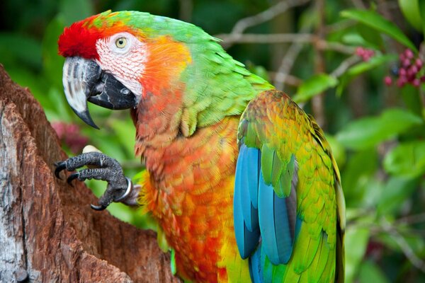 Bright colorful parrot in the jungle