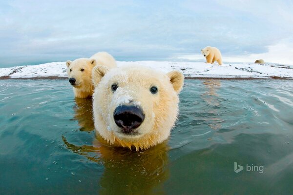 Several polar bears in the water and on land