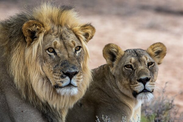 Lion et lionne dans le désert