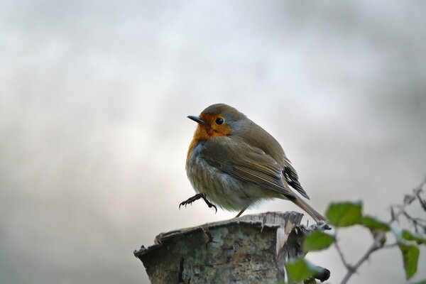 A bird marches on a stump