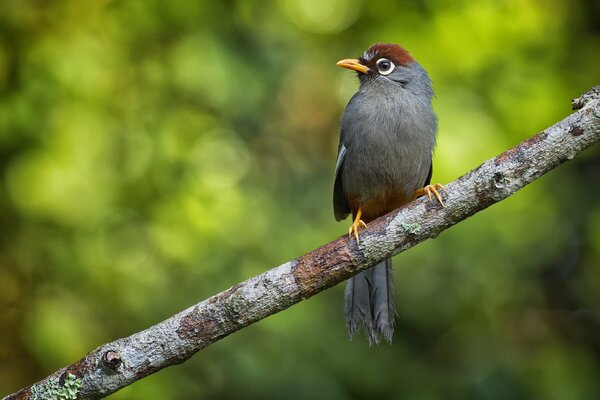 A bird from the Thymeliaceae family sits on a branch