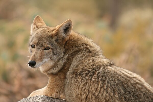 Le regard d un loup qui chasse à la recherche de nourriture