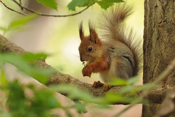 A red squirrel is sitting on a tree branch