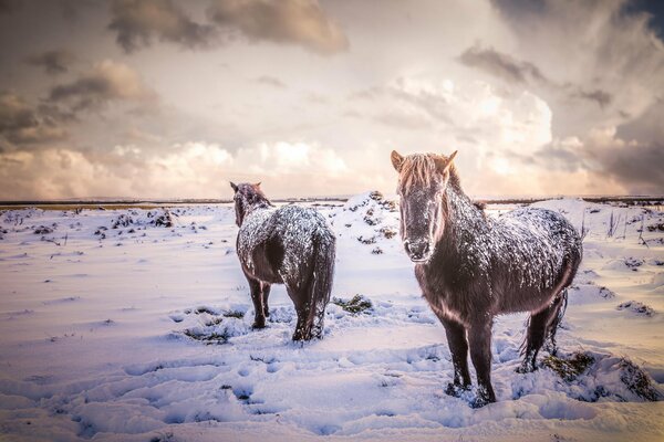 Two dark-colored horses on a snowy field