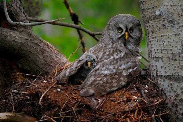 A chick under the wing of an owl