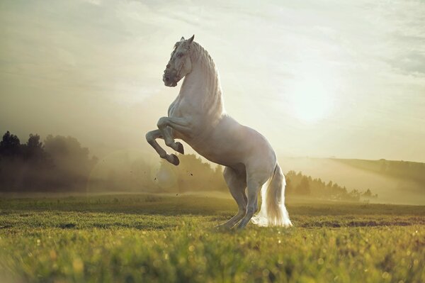 A white horse frolics in a field