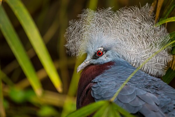 Ungewöhnlicher blauer Vogel