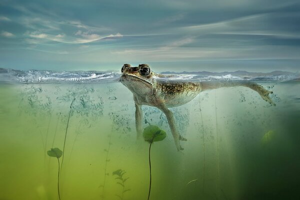 A lonely frog on the surface of the water