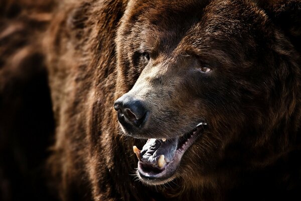 Wysokiej jakości Niedźwiedź grizzly w naturze