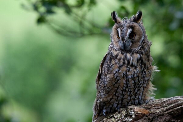 Hibou gris assis sur une chienne