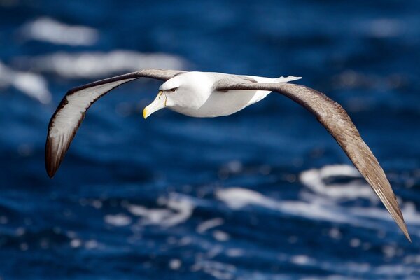 The wingspan of an albatross. Flying over the sea