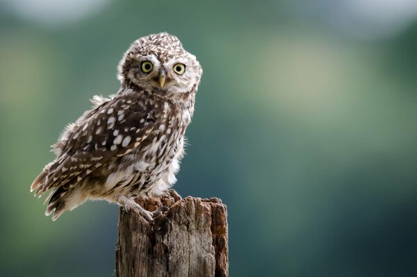 An owl sits on a stump in thought