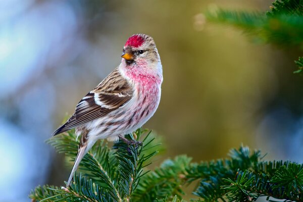 Pájaro tap en la rama del árbol de Navidad