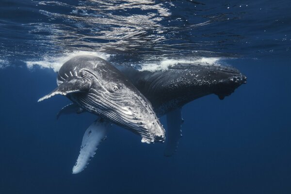 Two whales in the blue sea