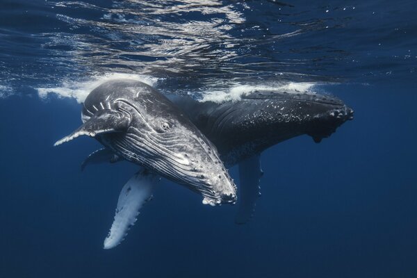 Deux baleines dans la mer bleue