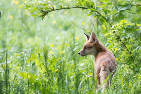 A wild fox walks in the green grass